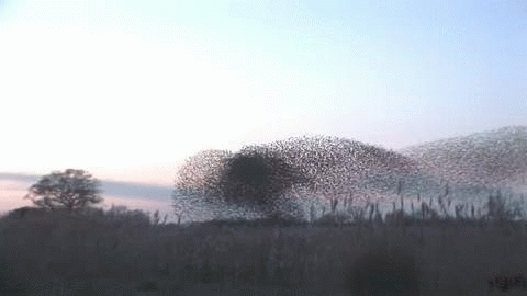 Starlings murmurating